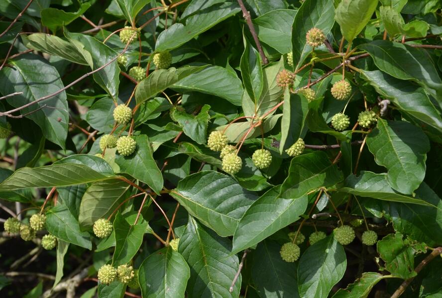 Hlavoš západní - Cephalanthus occidentalis
