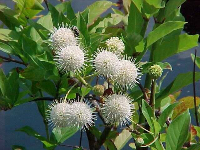 Hlavoš západní - Cephalanthus occidentalis