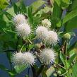 Hlavoš západní - Cephalanthus occidentalis