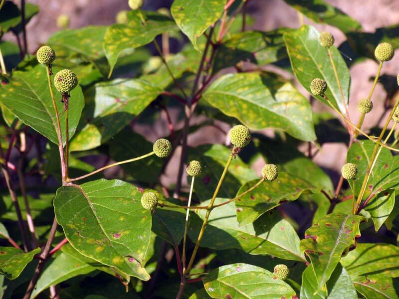 Hlavoš západní - Cephalanthus occidentalis