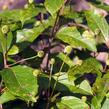 Hlavoš západní - Cephalanthus occidentalis