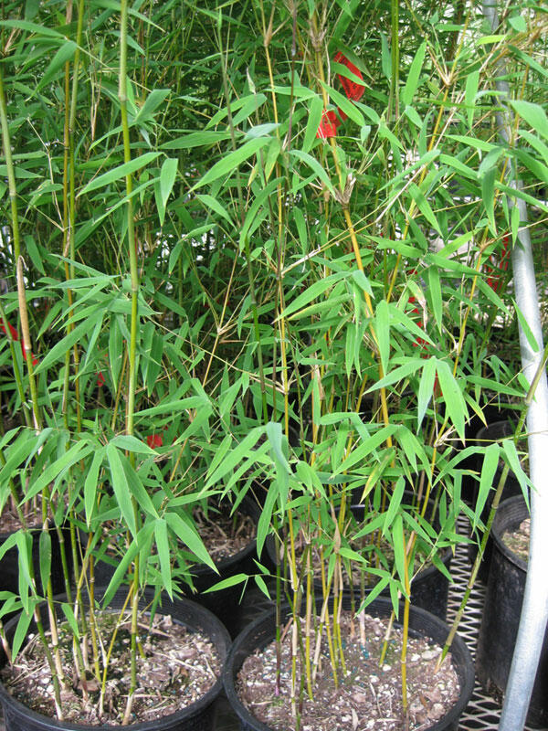 Bambus 'Genf' - Fargesia 'Genf'