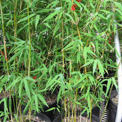 Bambus 'Genf' - Fargesia 'Genf'