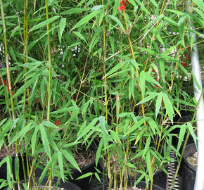 Bambus 'Genf' - Fargesia 'Genf'