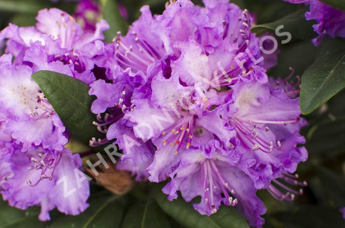 Pěnišník 'Alfred' - Rhododendron (T) 'Alfred'