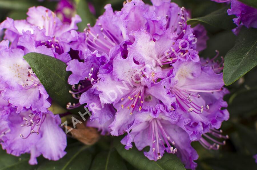 Pěnišník 'Alfred' - Rhododendron (T) 'Alfred'