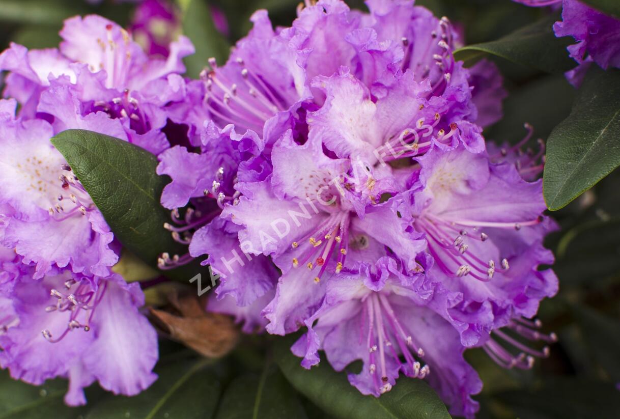 Pěnišník 'Alfred' - Rhododendron (T) 'Alfred'