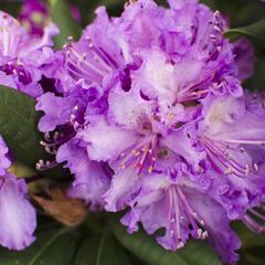 Pěnišník 'Alfred' - Rhododendron (T) 'Alfred'