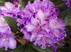 Pěnišník 'Alfred' - Rhododendron (T) 'Alfred'