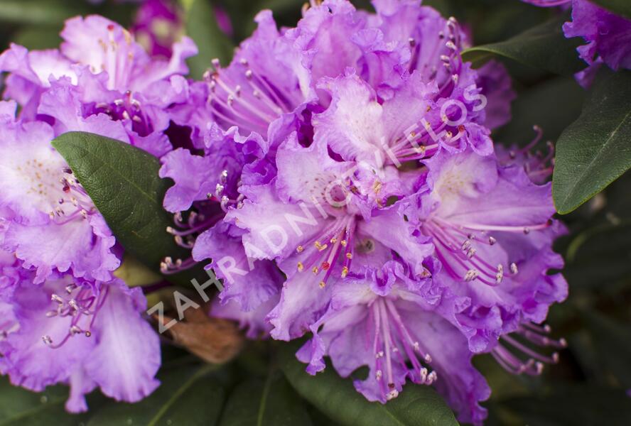 Pěnišník 'Alfred' - Rhododendron (T) 'Alfred'