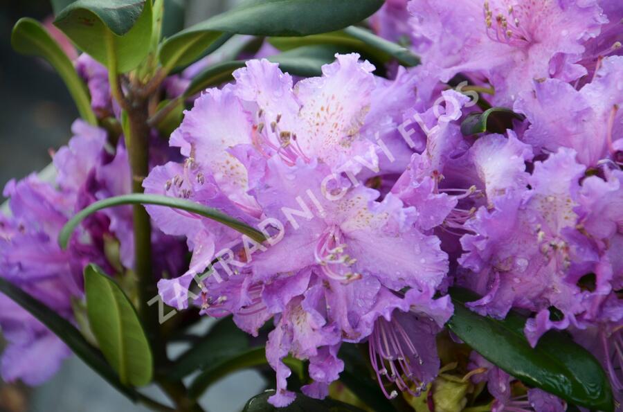 Pěnišník 'Alfred' - Rhododendron (T) 'Alfred'