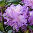 Pěnišník 'Alfred' - Rhododendron (T) 'Alfred'