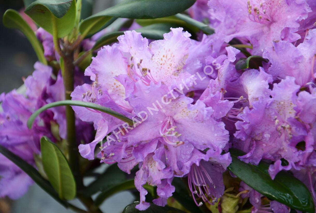Pěnišník 'Alfred' - Rhododendron (T) 'Alfred'