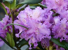 Pěnišník 'Alfred' - Rhododendron (T) 'Alfred'