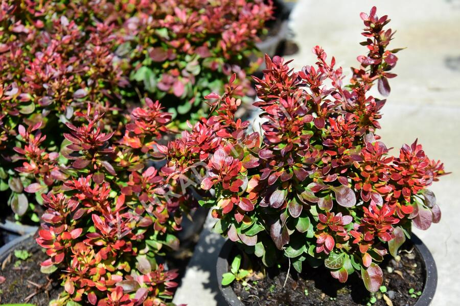 Dřišťál Thunbergův 'Bagatelle' - Berberis thunbergii 'Bagatelle'