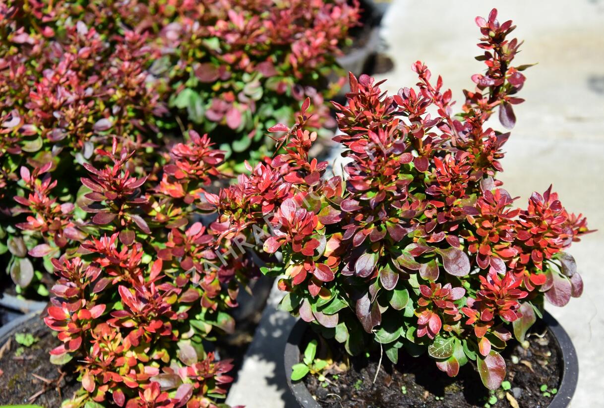 Dřišťál Thunbergův 'Bagatelle' - Berberis thunbergii 'Bagatelle'