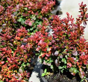 Dřišťál Thunbergův 'Bagatelle' - Berberis thunbergii 'Bagatelle'