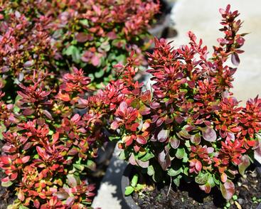 Dřišťál Thunbergův 'Bagatelle'