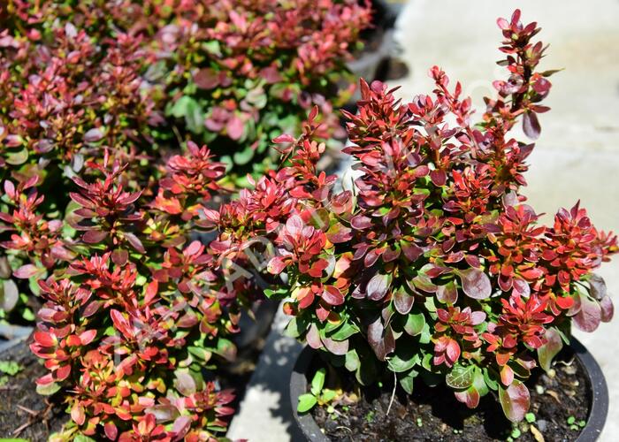 Dřišťál Thunbergův 'Bagatelle' - Berberis thunbergii 'Bagatelle'