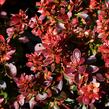 Dřišťál Thunbergův 'Bagatelle' - Berberis thunbergii 'Bagatelle'