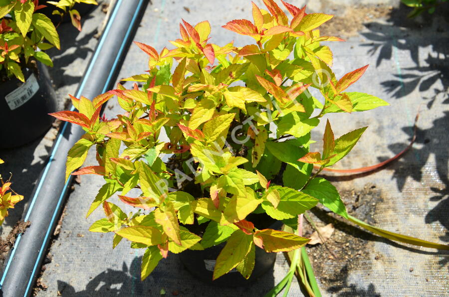 Tavolník japonský 'Goldflame' - Spiraea japonica 'Goldflame'