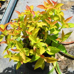 Tavolník japonský 'Goldflame' - Spiraea japonica 'Goldflame'