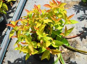 Tavolník japonský 'Goldflame' - Spiraea japonica 'Goldflame'