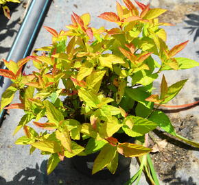 Tavolník japonský 'Goldflame' - Spiraea japonica 'Goldflame'