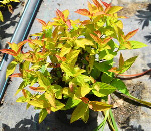 Tavolník japonský 'Goldflame' - Spiraea japonica 'Goldflame'