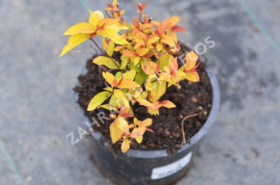 Tavolník japonský 'Goldflame' - Spiraea japonica 'Goldflame'