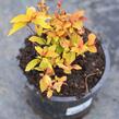 Tavolník japonský 'Goldflame' - Spiraea japonica 'Goldflame'