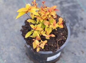 Tavolník japonský 'Goldflame' - Spiraea japonica 'Goldflame'