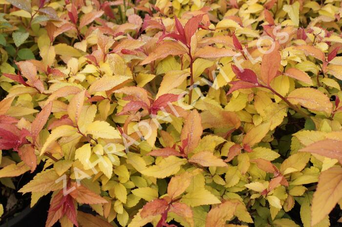 Tavolník japonský 'Goldflame' - Spiraea japonica 'Goldflame'