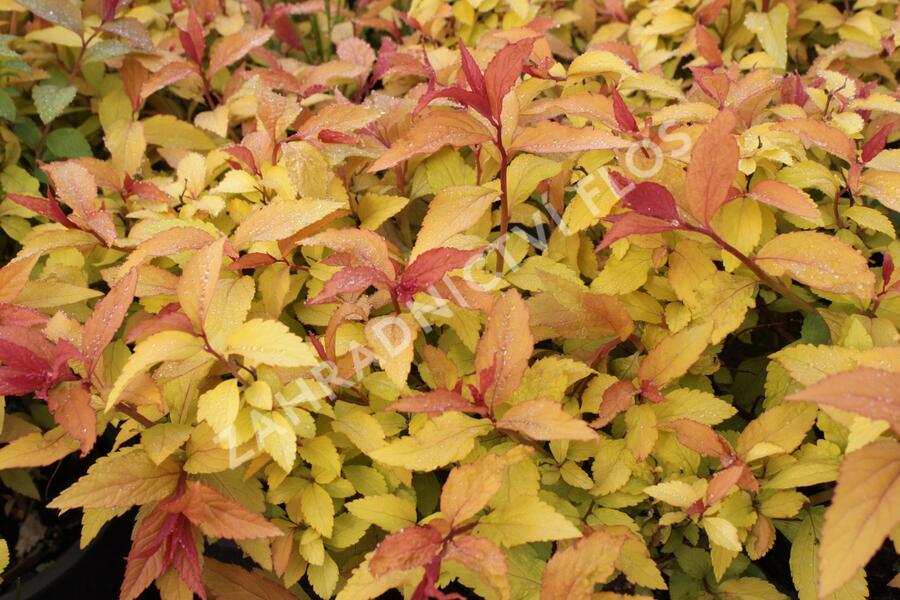 Tavolník japonský 'Goldflame' - Spiraea japonica 'Goldflame'