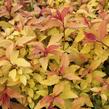 Tavolník japonský 'Goldflame' - Spiraea japonica 'Goldflame'