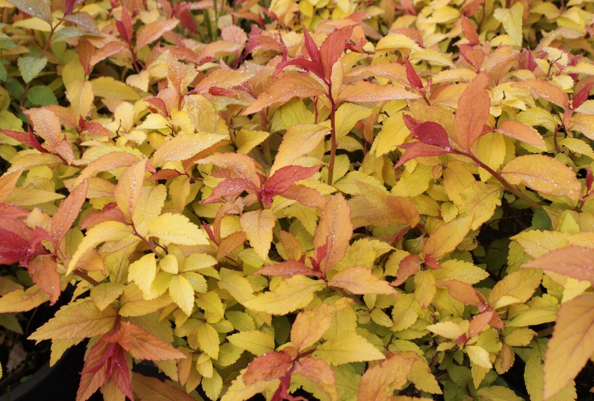 Tavolník japonský 'Goldflame' - Spiraea japonica 'Goldflame'