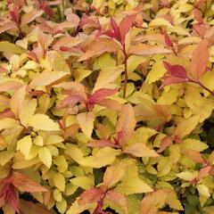 Tavolník japonský 'Goldflame' - Spiraea japonica 'Goldflame'
