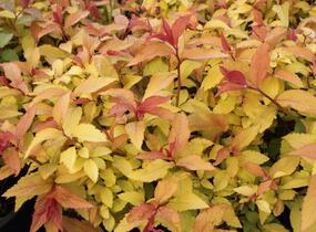 Tavolník japonský 'Goldflame' - Spiraea japonica 'Goldflame'