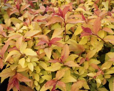 Tavolník japonský 'Goldflame'