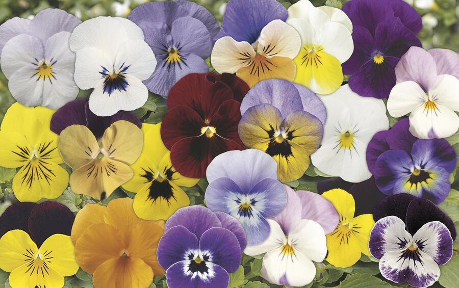 Violka růžkatá 'Rocky Complete Mix' - Viola cornuta 'Rocky Complete Mix'