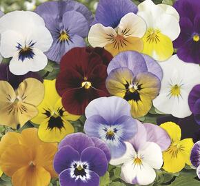 Violka růžkatá 'Rocky Complete Mix'