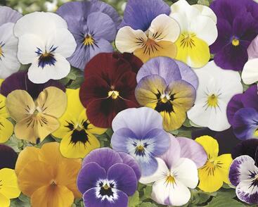 Violka růžkatá 'Rocky Complete Mix'