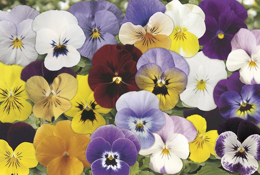 Violka růžkatá 'Rocky Complete Mix' - Viola cornuta 'Rocky Complete Mix'