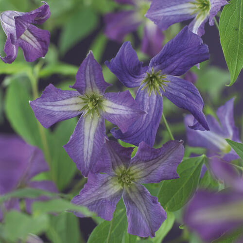 Plamének vlašský - Clematis viticella