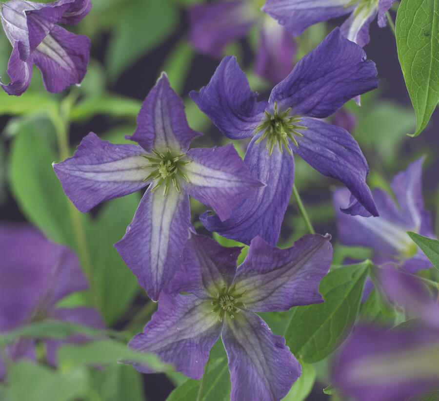 Plamének vlašský - Clematis viticella