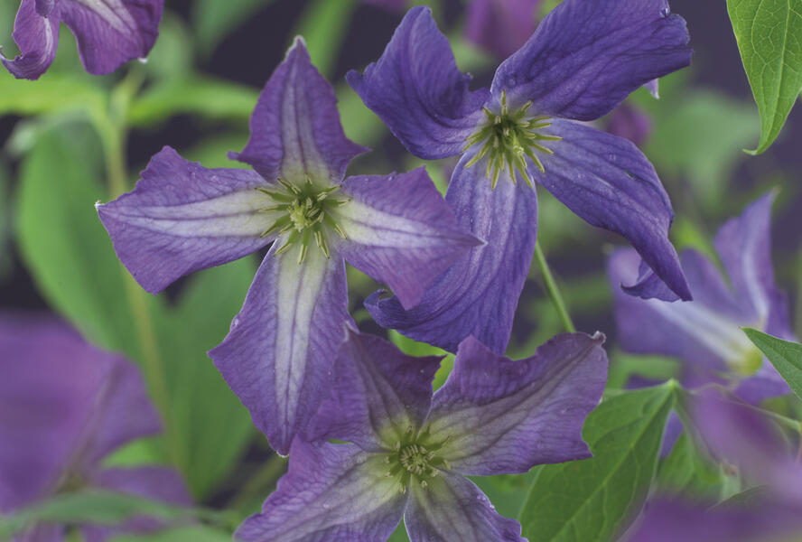 Plamének vlašský - Clematis viticella