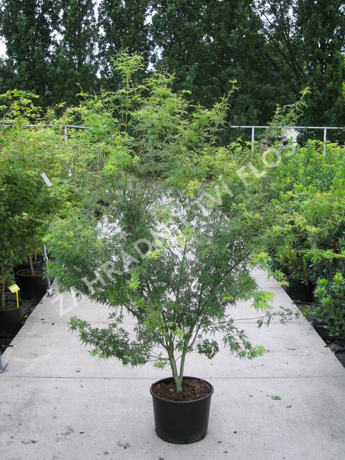 Javor dlanitolistý 'Seiryu' - Acer palmatum 'Seiryu'