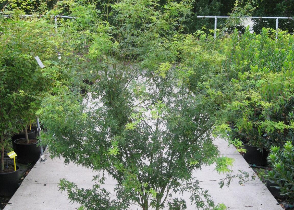 Javor dlanitolistý 'Seiryu' - Acer palmatum 'Seiryu'