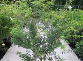 Javor dlanitolistý 'Seiryu' - Acer palmatum 'Seiryu'