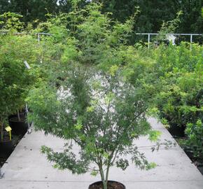 Javor dlanitolistý 'Seiryu' - Acer palmatum 'Seiryu'